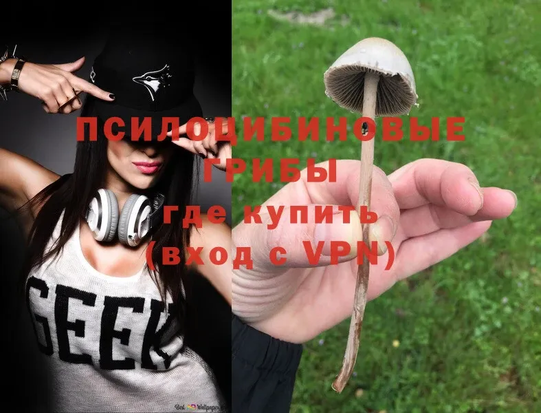 Псилоцибиновые грибы Psilocybe  Киров 